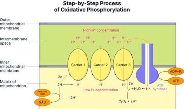How many atp are produced in oxidative phosphorylation?