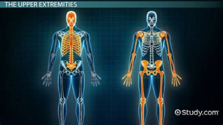How many extremities in human body?
