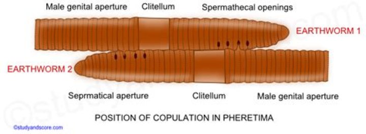 How many spermathecal apertures are found in earthworm?