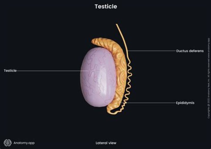 How many testicles does a man have?