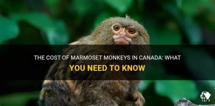 How much are marmoset monkeys?