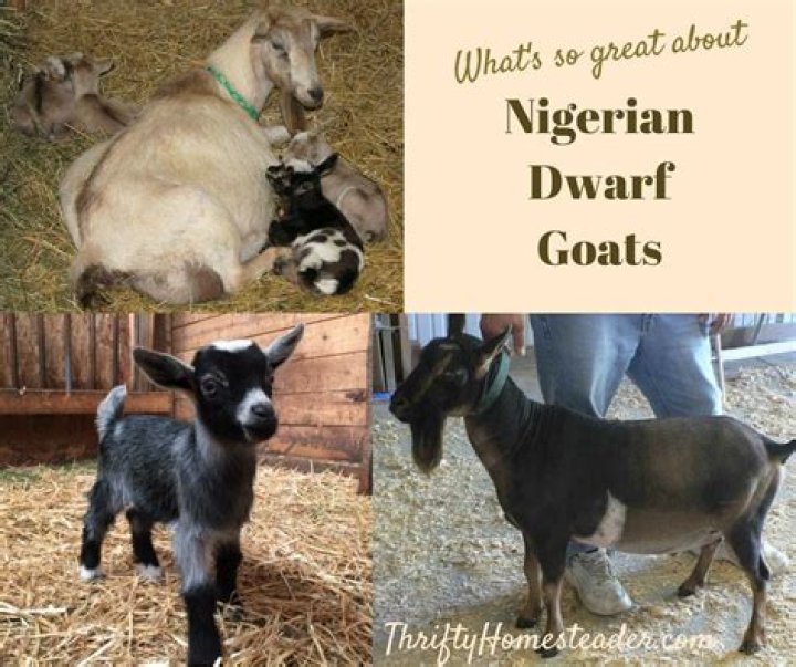 How much are nigerian dwarf goats?