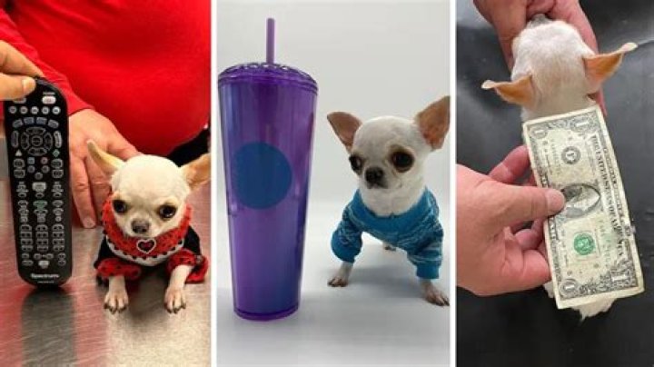 How much is the smallest dog?