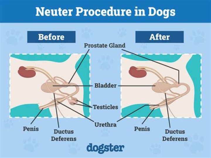 How old to neuter a dog?