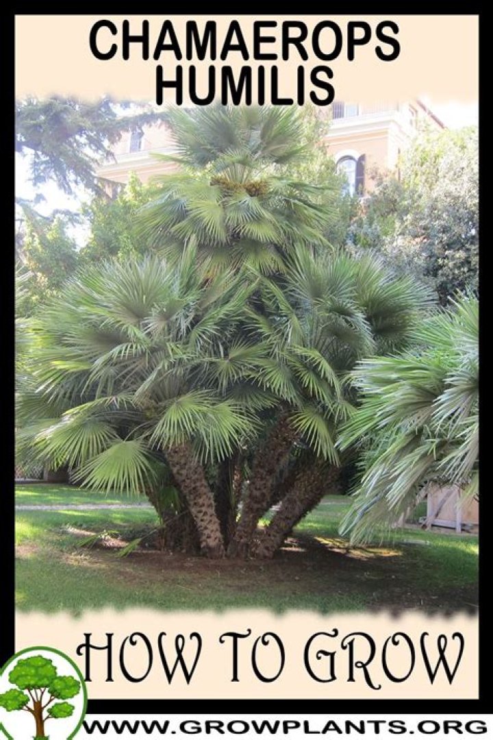 How tall do chamaerops humilis grow?