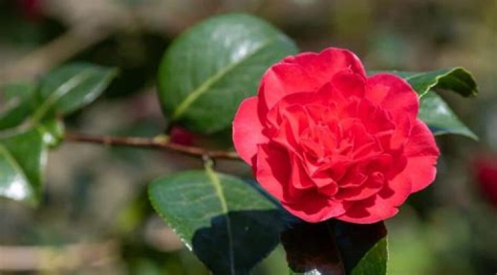 How to care for camellia japonica?