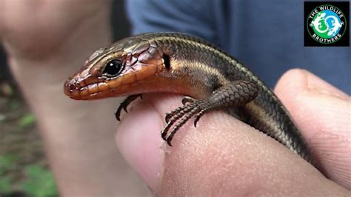How to catch five lined skink?