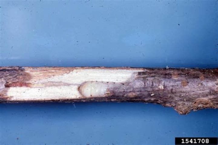 How to control twig girdler?