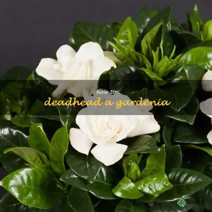 How to deadhead gaura?