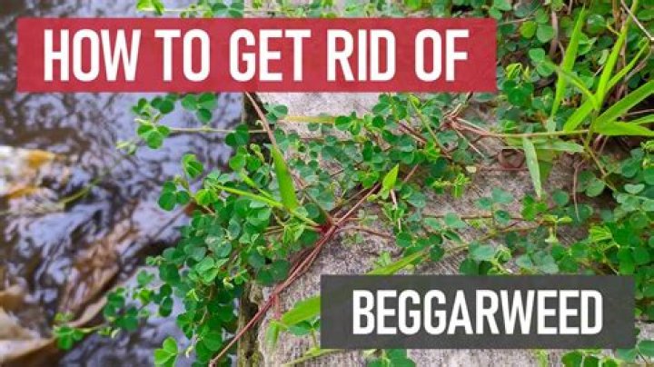 How to get rid of beggar ticks?