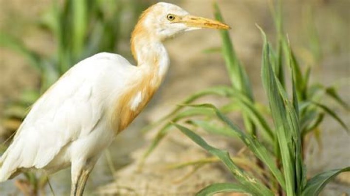 How to get rid of egrets?
