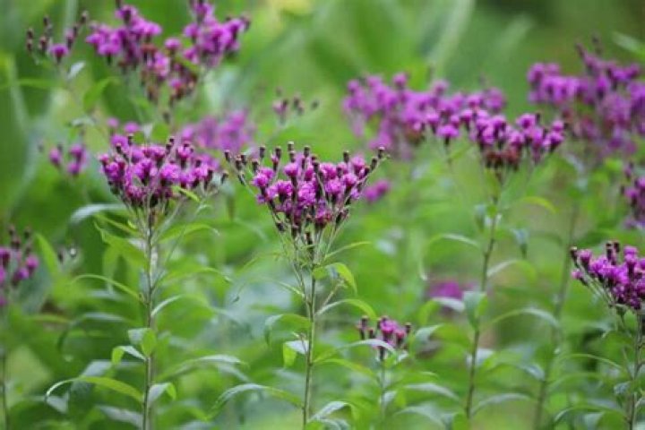 How to get rid of ironweed?