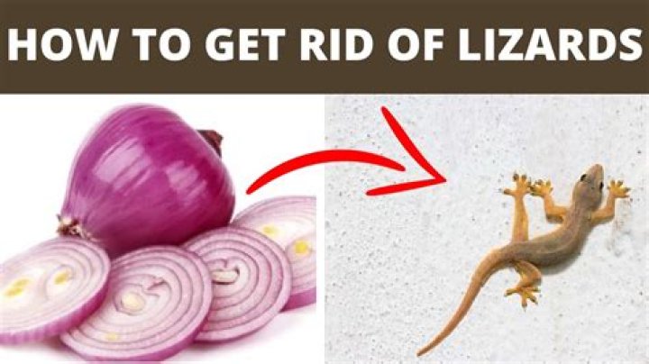 How to get rid of lizards permanently?
