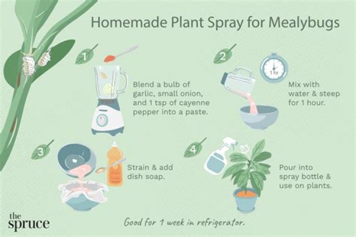 How to get rid of mealybugs?