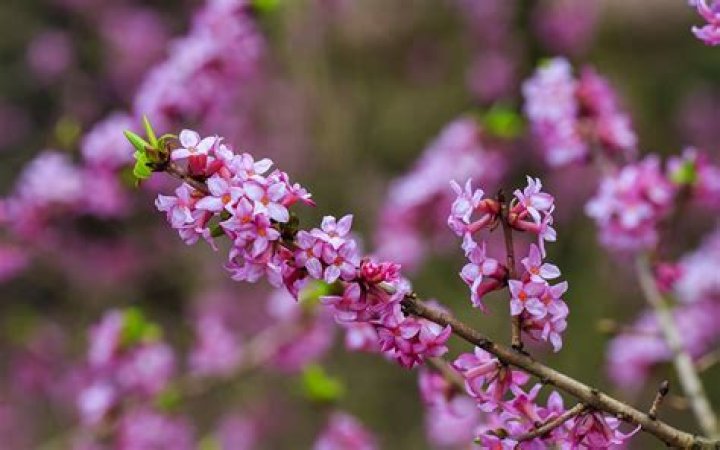 How to grow daphne mezereum?