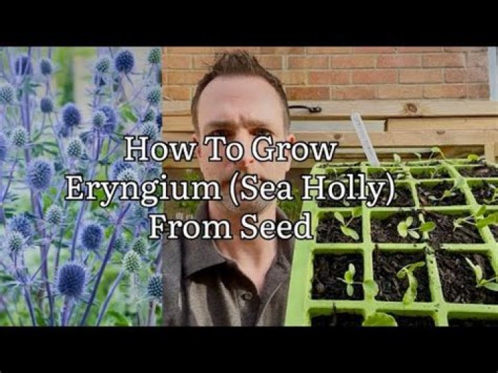 How to grow eryngium planum from seed?