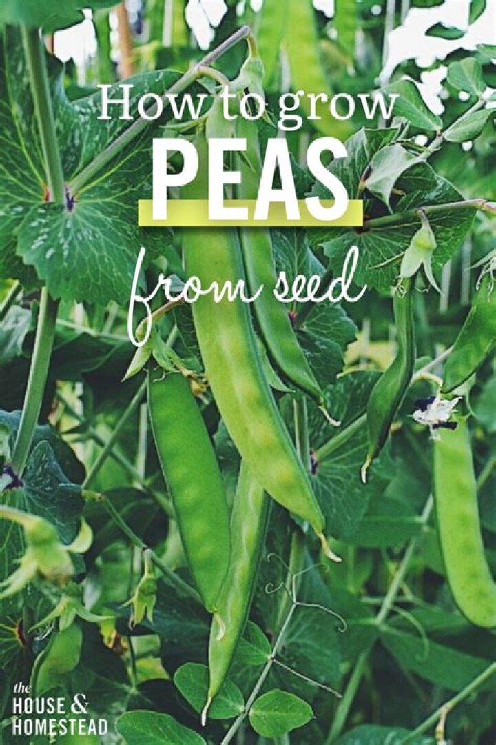 How to grow peas?