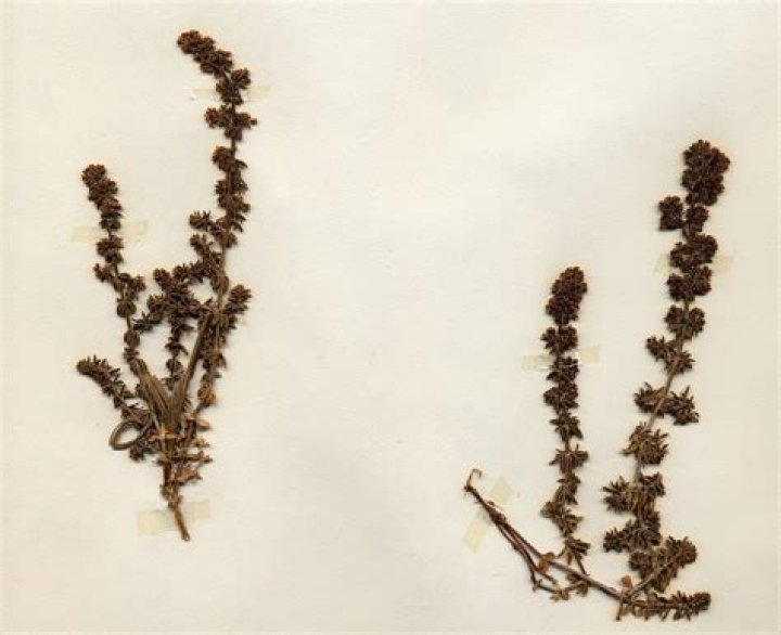 How to grow sideritis?