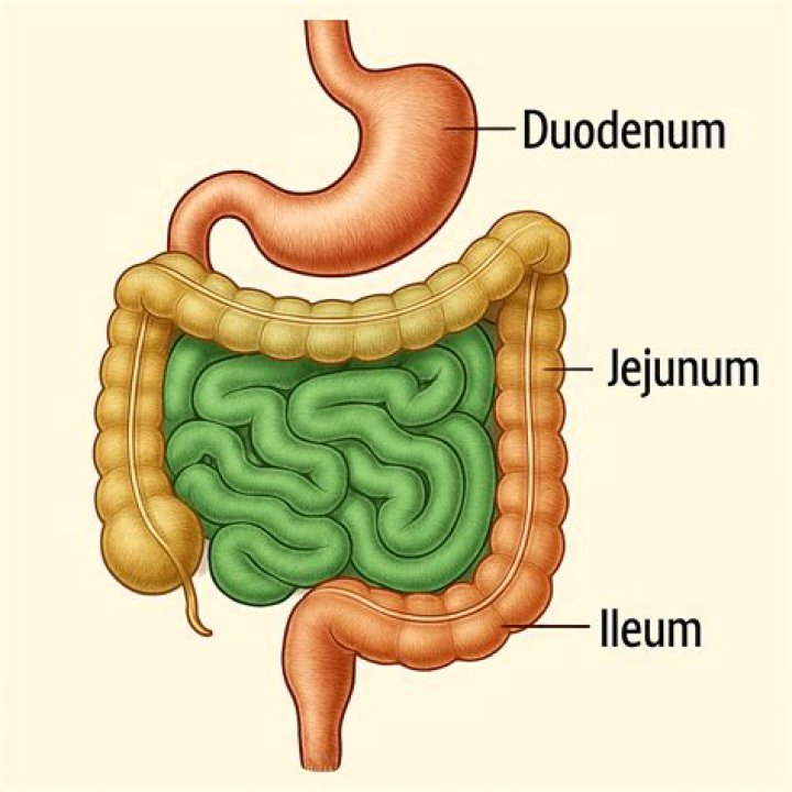 How to heal duodenum?