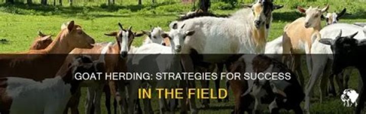 How to herd goats?