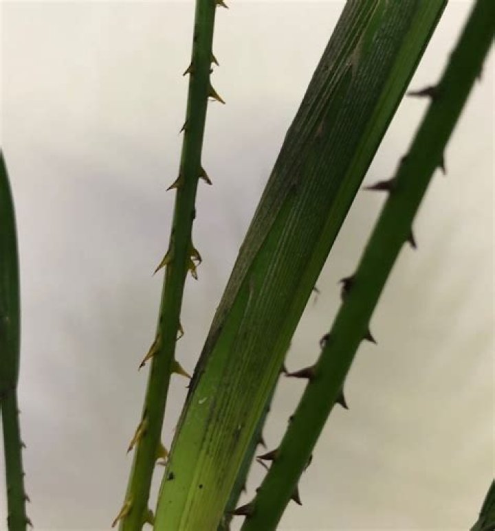 How to look after livistona rotundifolia?