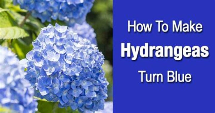 How to make hydrangeas blue?