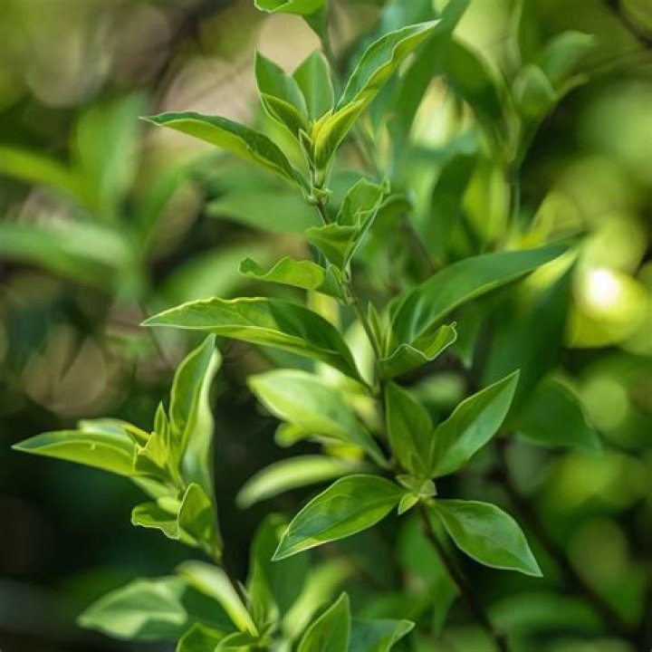 How to plant xylosma?