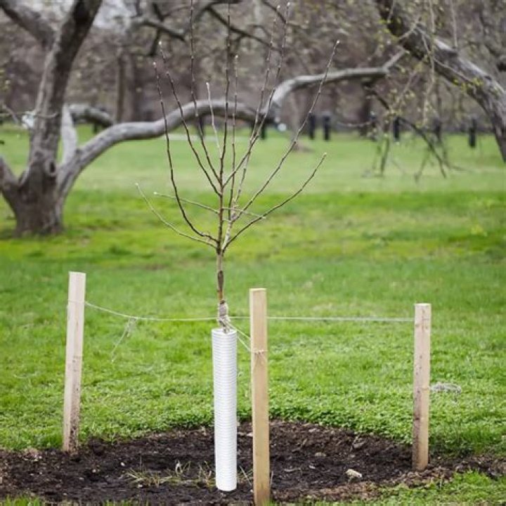 How to protect trees from yellow-bellied sapsucker?