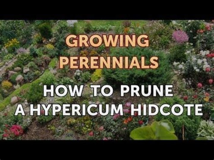 How to prune hypericum hidcote?