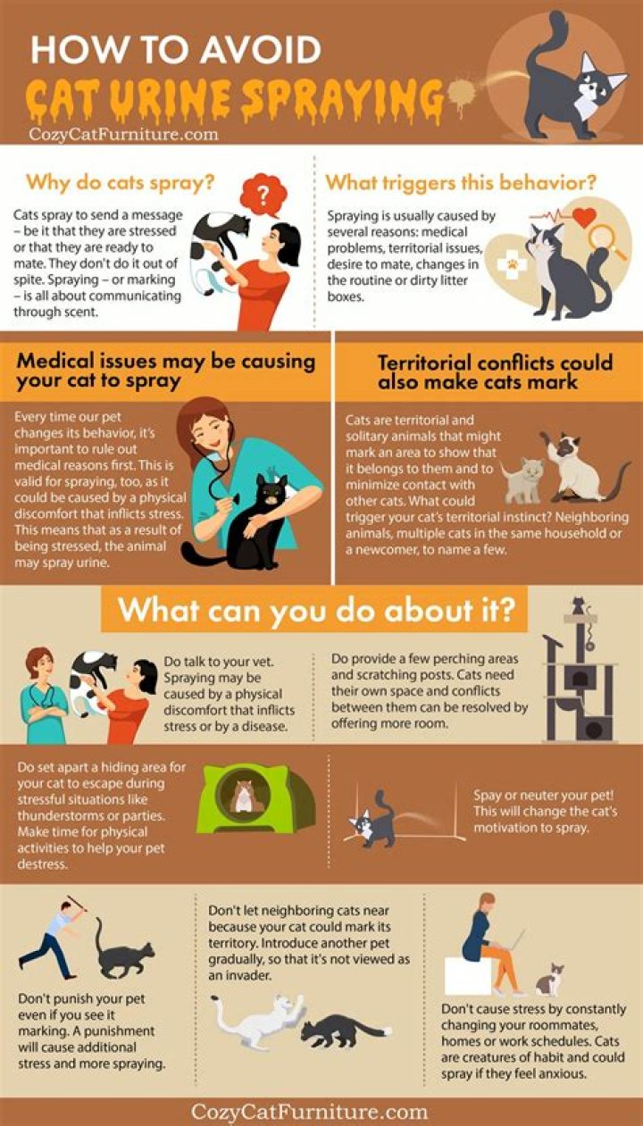 How to stop cat spraying?