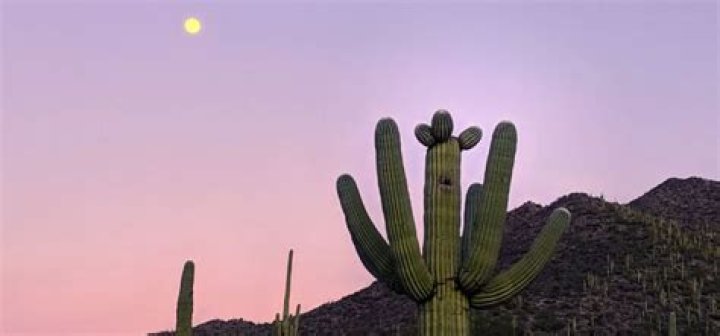 How to tell how old a saguaro cactus is?