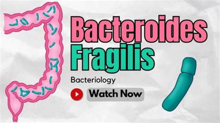 How to treat bacteroides fragilis?