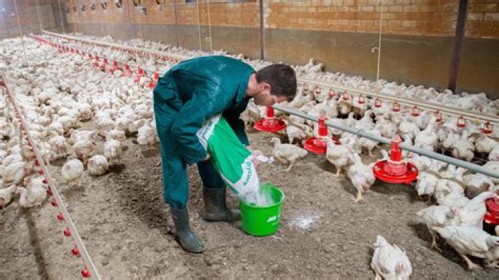 How to treat marek's in chickens?