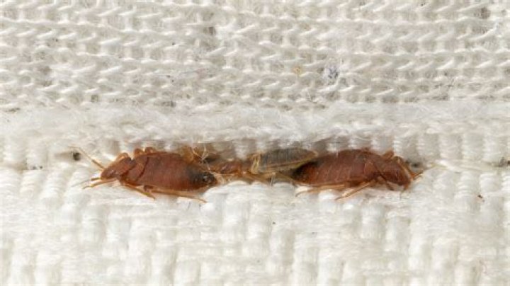 How transmittable are bed bugs?