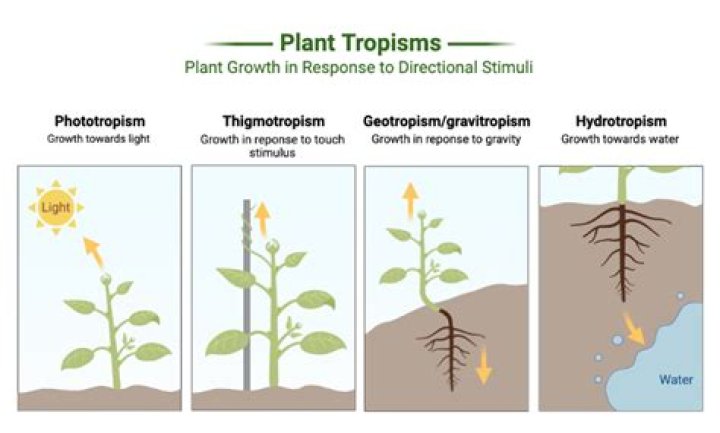 How tropisms help plants survive?