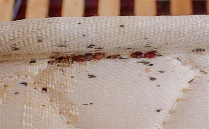 How visible are bed bugs?