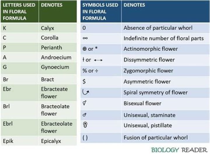 In a floral formula gamosepalous condition is represented as?