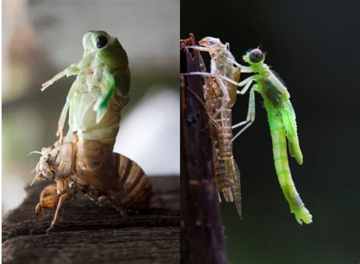 In a molt meaning?