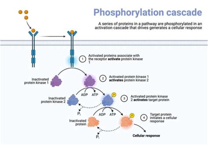 In a phosphorylation cascade?