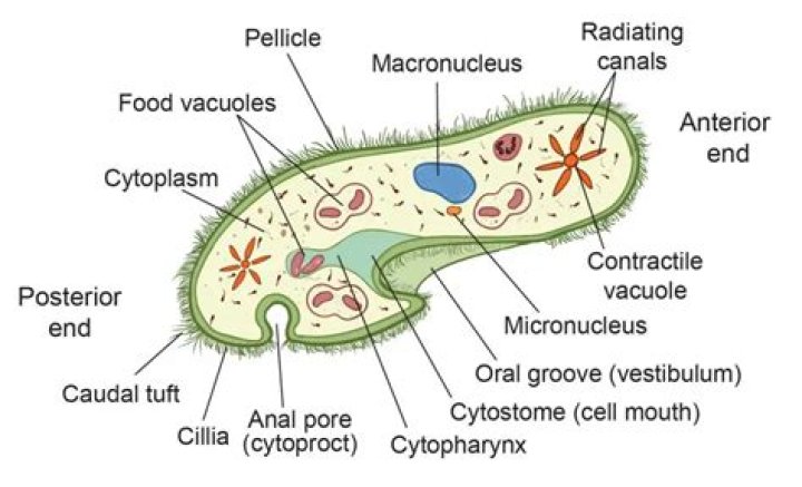 In amoeba and paramecium the cell organelle for osmoregulation is?