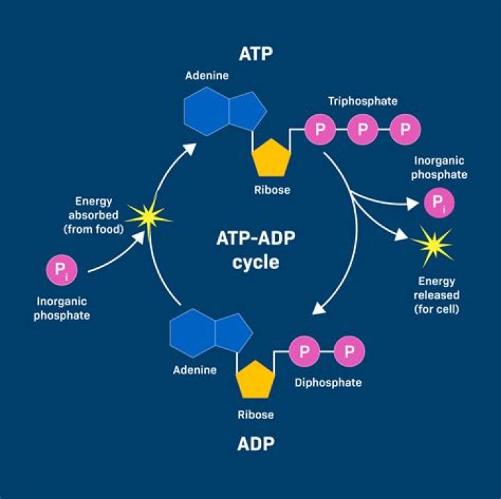In biology what is atp?