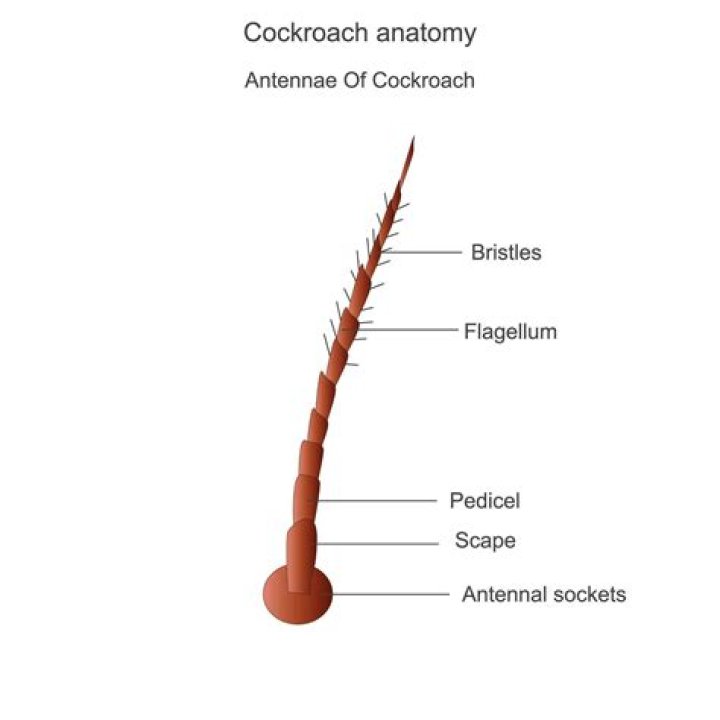 In cockroach a pair of antennae arise from?