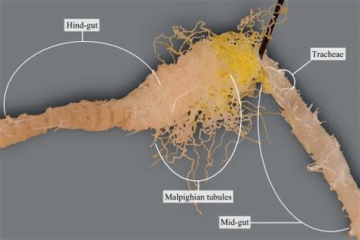 In cockroach malpighian tubules are present between?