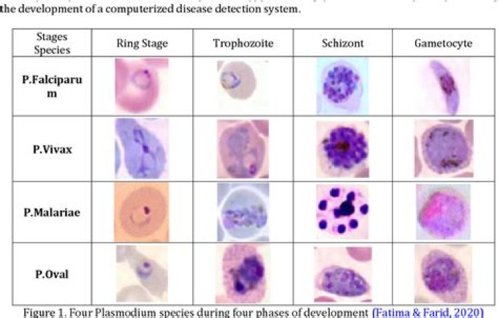 In early stage malaria infects?