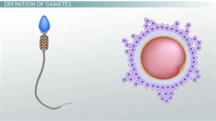 In heterogamous organisms male gametes are called?