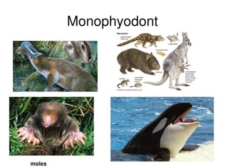 In human beings monophyodont teeth are?