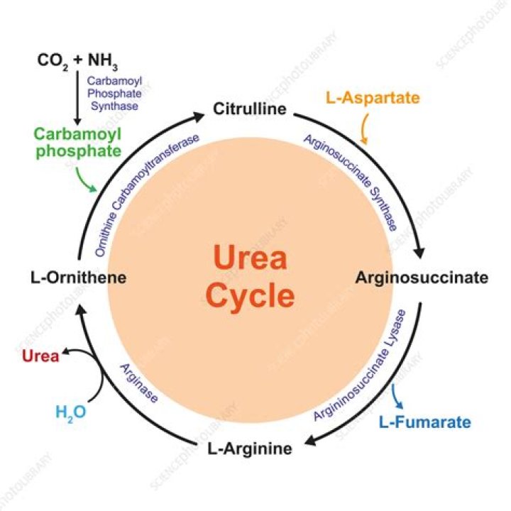In human beings urea is synthesized in -?