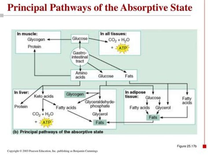 In the absorptive state what is important?