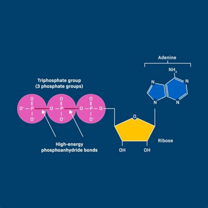 In the adenosine triphosphate?