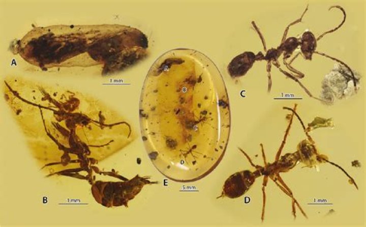 In the hymenoptera eusociality has evolved because?